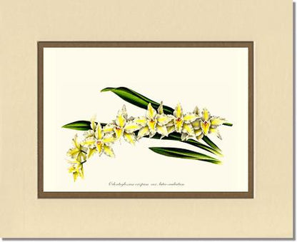 5x7 / Cream/Gold / No Frame