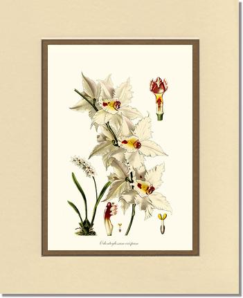 5x7 / Cream/Gold / No Frame
