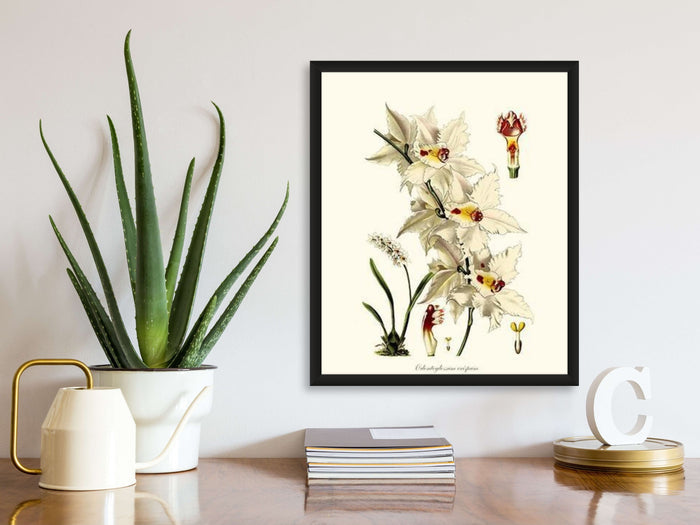 Odontoglossum crispum | Orchid Wall Art Print