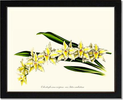 Odontoglossum crispum | Orchid Wall Art Print