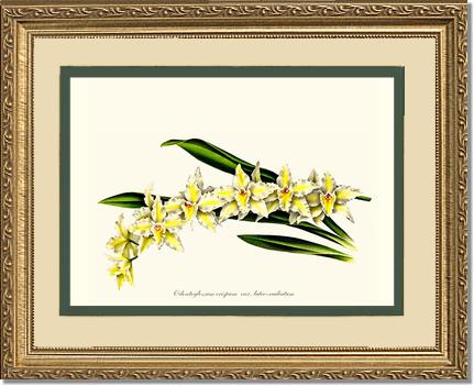5x7 / Cream/Green / Gold
