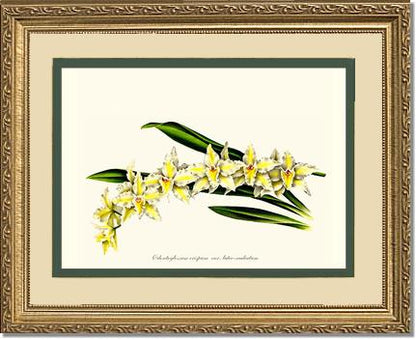 5x7 / Cream/Green / Gold