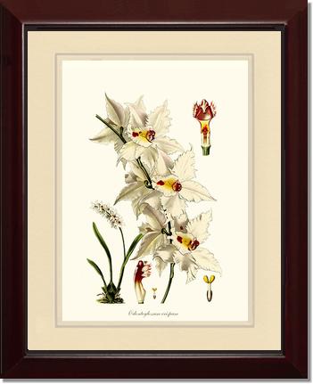 11x14 / Cream/Cream / Cherry