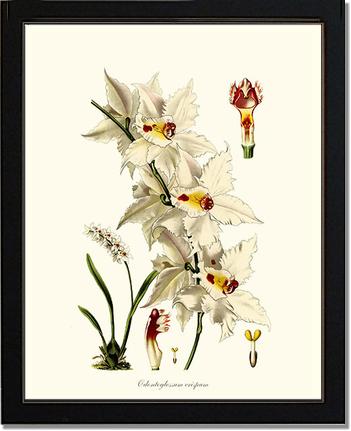 Odontoglossum crispum | Orchid Wall Art Print