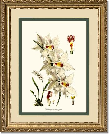 11x14 / Cream/Green / Gold