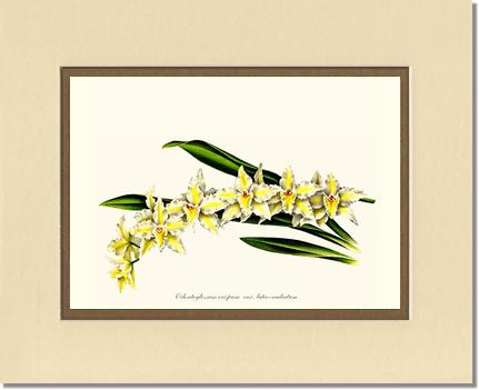 8x10 / Cream/Gold / No Frame