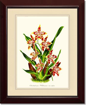 8x10 / Cream/Cream / Cherry