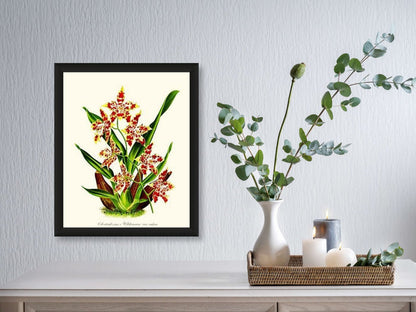 Odontoglossum wilckeanum | Orchid Wall Art Print