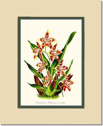 Odontoglossum wilckeanum | Orchid Wall Art Print