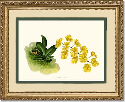 8x10 / Cream/Green / Gold