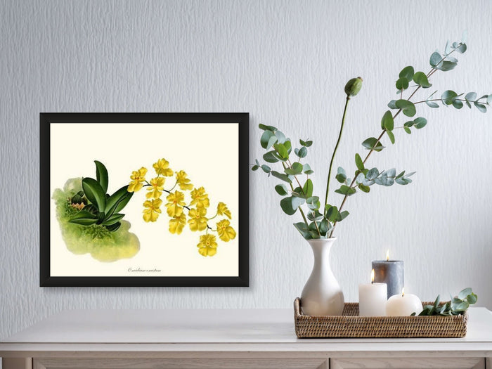 Oncidium onustum | Orchid Wall Art Print