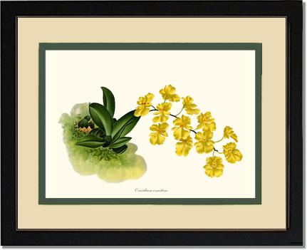 11x14 / Cream/Green / Cherry