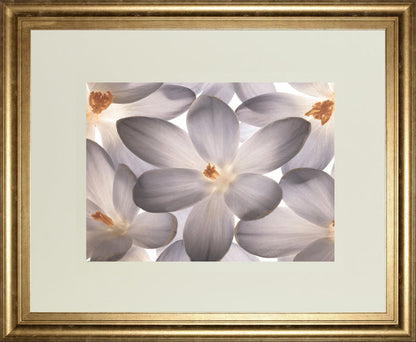 Petal Perfect By Assaf Frank - Framed Print Wall Art - Beige