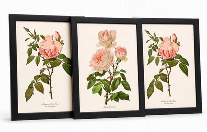 Pink Rose Vintage Botanical Print Set. Matched Set of 3 | Old Garden Rose Wall Art Print