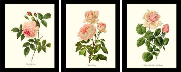 Rose Wall Art Print: Pink Rose Vintage Botanical Print Set. Matched Set of 3 - Vintage Botanical Wall Decor- Charting Nature