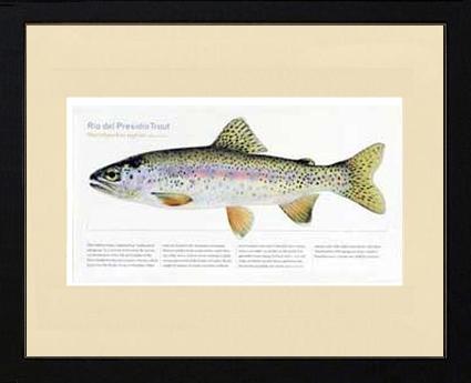 Rio del Presidio Trout |  Matted Tomelleri Trout Fish Print