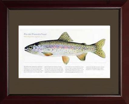 Rio del Presidio Trout |  Matted Tomelleri Trout Fish Print
