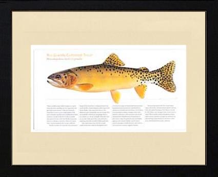 Rio Grande Cutthroat |  Matted Tomelleri Trout Fish Print