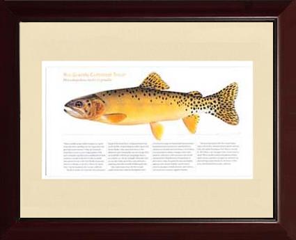 Rio Grande Cutthroat |  Matted Tomelleri Trout Fish Print