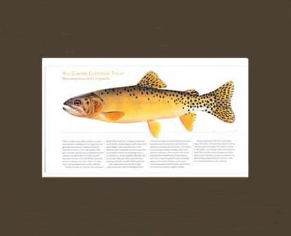 Rio Grande Cutthroat |  Matted Tomelleri Trout Fish Print