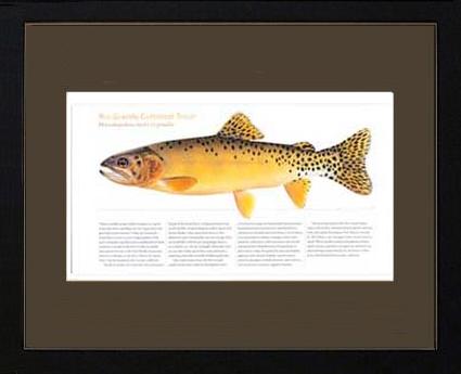 Rio Grande Cutthroat |  Matted Tomelleri Trout Fish Print