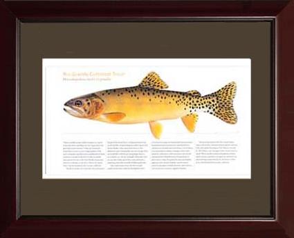 Rio Grande Cutthroat |  Matted Tomelleri Trout Fish Print