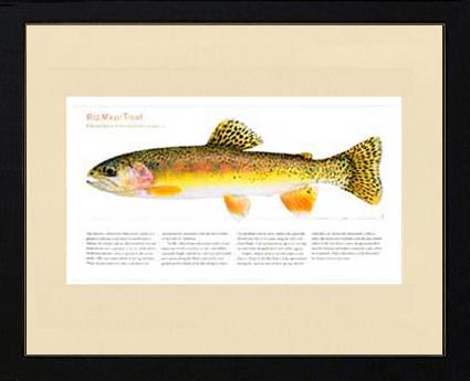 Rio Mayo Trout |  Matted Tomelleri Trout Fish Print
