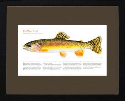 Rio Mayo Trout |  Matted Tomelleri Trout Fish Print