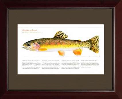 Rio Mayo Trout |  Matted Tomelleri Trout Fish Print