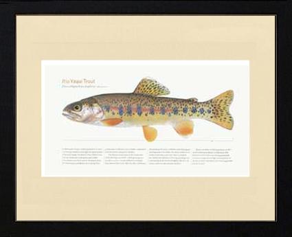 Rio Yaqui Trout |  Matted Tomelleri Trout Fish Print