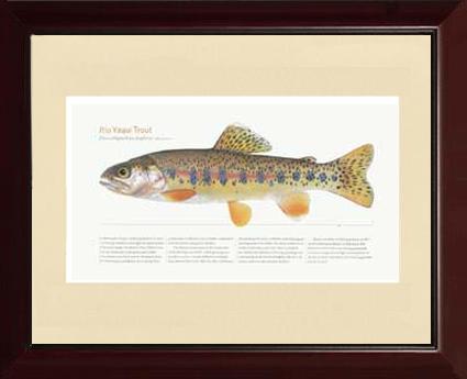 Rio Yaqui Trout |  Matted Tomelleri Trout Fish Print