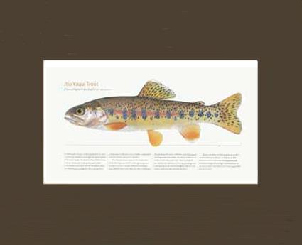 Rio Yaqui Trout |  Matted Tomelleri Trout Fish Print