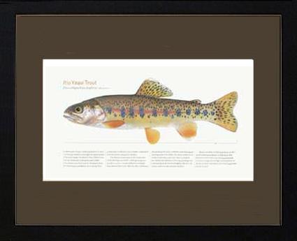 Rio Yaqui Trout |  Matted Tomelleri Trout Fish Print