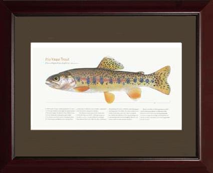 Rio Yaqui Trout |  Matted Tomelleri Trout Fish Print