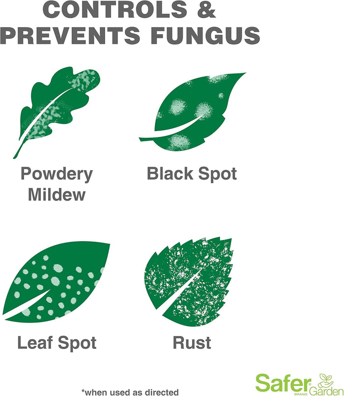 Infographic showing green leaves with various fungal diseases: powdery mildew, black spot, leaf spot, and rust.