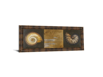 Seashells I By Patricia Pinto - Framed Print Wall Art - Gold