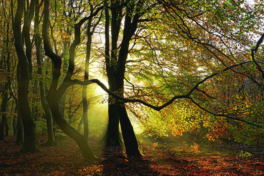Share This Dance With Me By Lars Van De Goor - Green