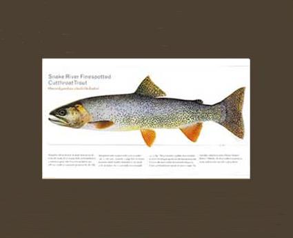 Snake River Cutthroat Trout |  Matted Tomelleri Trout Fish Print