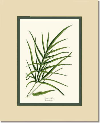 8x10 / Cream/Green / No Frame