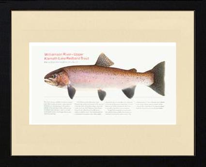 Upper Klamath Lake Redband |  Matted Tomelleri Trout Fish Print