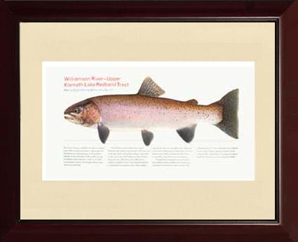 Upper Klamath Lake Redband |  Matted Tomelleri Trout Fish Print