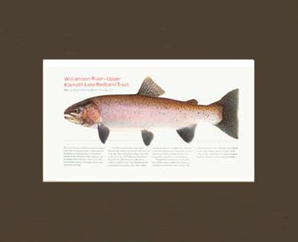 Upper Klamath Lake Redband |  Matted Tomelleri Trout Fish Print