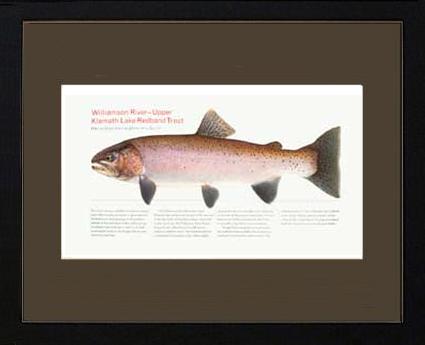 Upper Klamath Lake Redband |  Matted Tomelleri Trout Fish Print