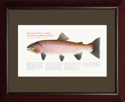 Upper Klamath Lake Redband |  Matted Tomelleri Trout Fish Print