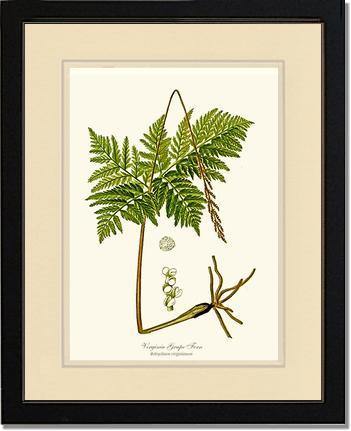 Virginia Grape Fern Botanical Wall Art Print-Charting Nature