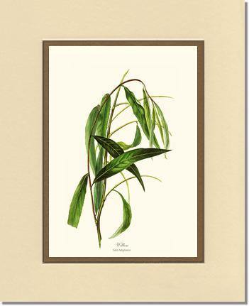 Willow Tree - Charting Nature