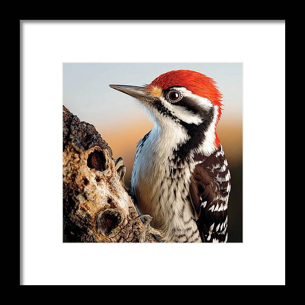 Woodpecker - Framed Print