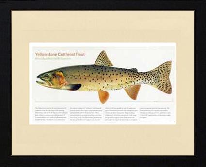 Yellowstone Cutthroat Trout |  Matted Tomelleri Trout Fish Print