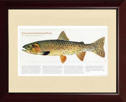 Yellowstone Cutthroat Trout |  Matted Tomelleri Trout Fish Print